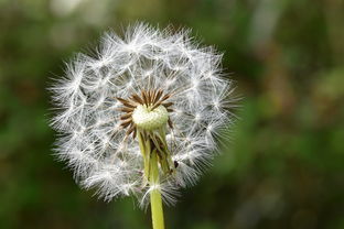 唐风古韵中的蒲公英花，蒲花什么意思