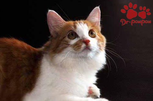 普安特宠物药品 猫黄疸性肝炎的治疗方法有哪些