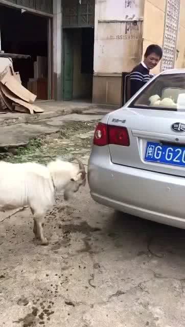 一头羊跟轿车杠上了 司机都无奈地笑了 