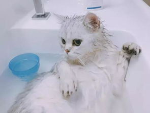 给猫洗澡是什么体验 如何正确的给猫洗澡 哈哈哈哈哈哈