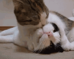 沙雕猫咪表情包