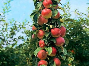 ca7e15e3406c3986? - M26矮化苹果苗价格多少钱一棵,M26矮化苹果苗——打造你的独特果园，价格惊喜！