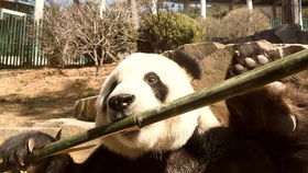 大熊猫 今日游园活捉一枚小可爱