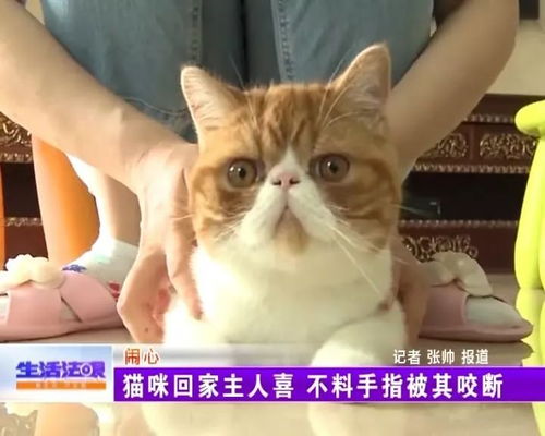 宠物猫走失一月 再回家时竟一口咬掉主人手指