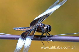 蜻蜓效应,蜻蜓效应:揭示微小的变化如何带来巨大的变化。