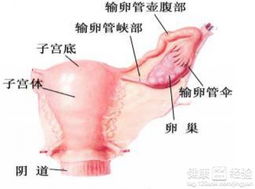 做了子宫内膜异位要注意什么