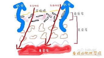 肌肤好坏就靠它 皮肤屏障 多少人损坏了它还蒙在鼓里