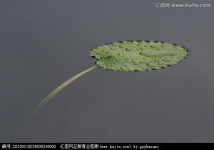 荷叶飘在水上的荷叶