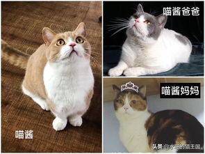 被一只猫改变的人生 有多少人的命运转折点,是从养猫开始的