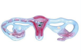 卵子受精过程，受孕的全过程