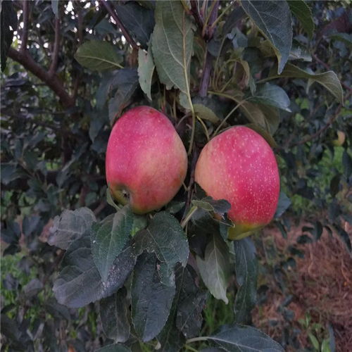 caa2b0350dda92db? - M26矮化苹果苗价格多少钱一棵,M26矮化苹果苗——打造你的独特果园，价格惊喜！