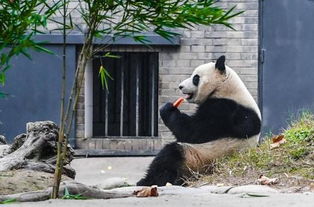 海归大熊猫暖暖落户都江堰 成为全球首个拥有身份证的熊猫