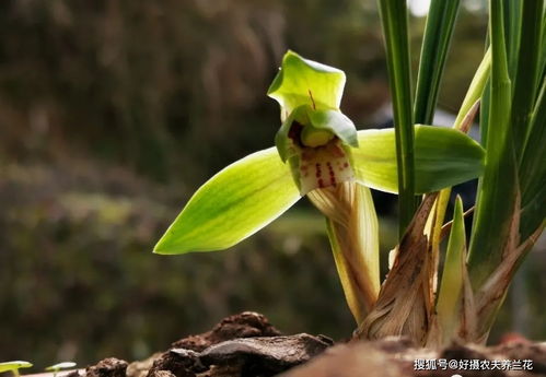 兰花不开花是什么原因 只有4点,新手兰友一定要了解