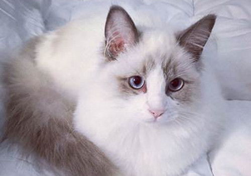 最萌布偶猫图片 超可爱的布偶猫