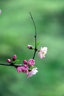 词语解释 春花_春华秋实还是春花秋实？