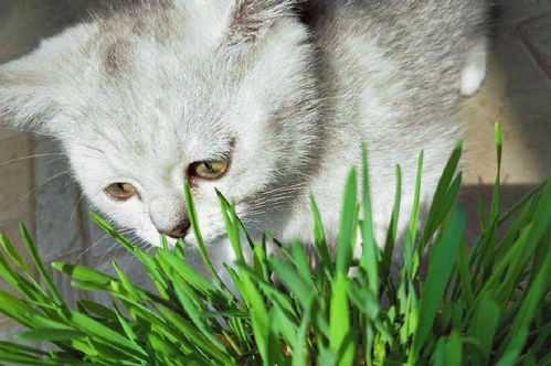 猫是吃肉动物,但是为什么喜欢吃草 第二条一定要记住