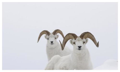 生肖羊 1967年出生的 羊羊羊羊 , 明天开始转运, 一旺就是一年