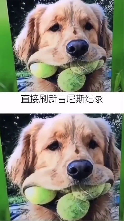 世界上捡球最多的狗 