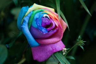 七彩玫瑰怎么养,七彩玫瑰，让你的花园成为童话世界！