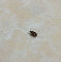 求问这是什么昆虫 突然在家里很多,很小 