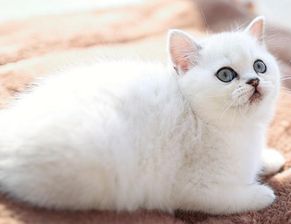 待领养的白猫有点贫血,白猫贫血可以领养吗
