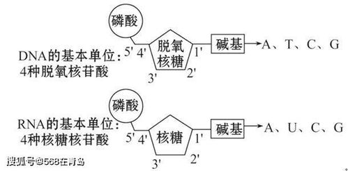 青岛全民核酸检测,这个核酸是什么,为什么检测它