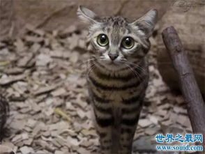 世界上最小的野猫,体重仅4斤却是顶级的猎食者 