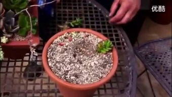 蜡叶杜鹃的繁殖方法视频,如何通过