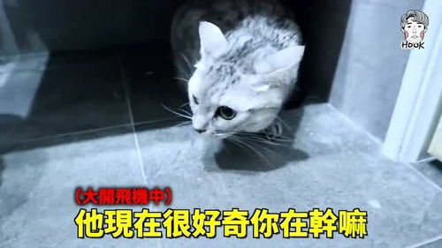 不要帮猫咪洗澡 给猫咪洗澡就像战争 
