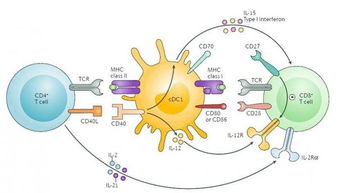 CD4T细胞有哪些 各有哪些功能 