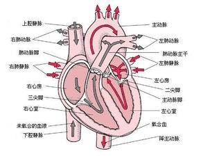 有什么好办法可以记住 心脏 图啊像主动脉,肺动 