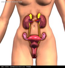 女性性器官模拟图图片 570593 医疗护理 