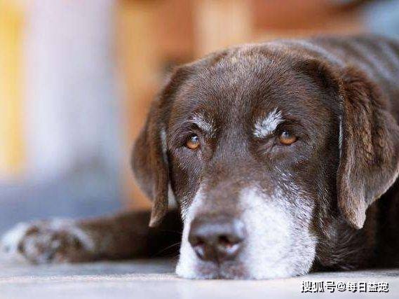 老人养了12年的狗狗去世,离世后还给主人留下十几万遗产