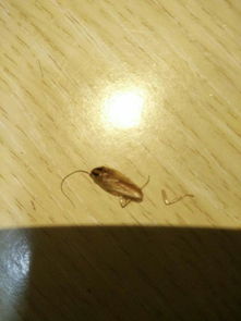 今天在家里发现了没有见过的蟑螂,真的没见过 不是一般蟑螂 