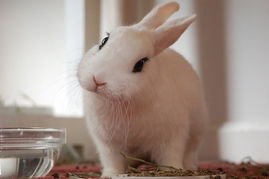 太可爱了 你见过这样的兔子吗 