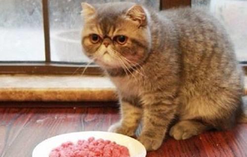 猫咪呕吐拉稀什么原因导致的,揭秘猫咪拉稀呕吐是哪些疾病的表现