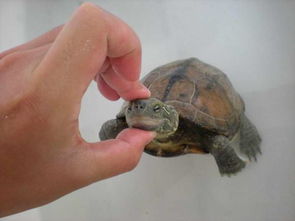 佛甜龟好养吗？