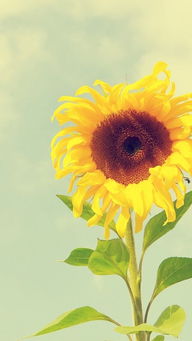 向阳花的花语,向日葵花语是什么？
