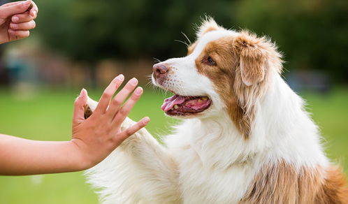 训练狗狗,不是单纯大喊就行了,手势口令配合使用更有用