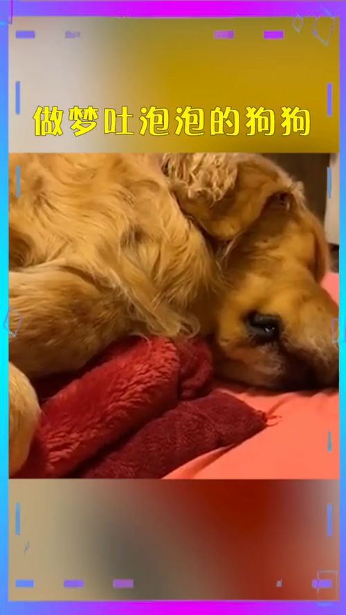 狗狗睡觉做梦吐泡泡,什么是狗狗做梦吐泡泡？