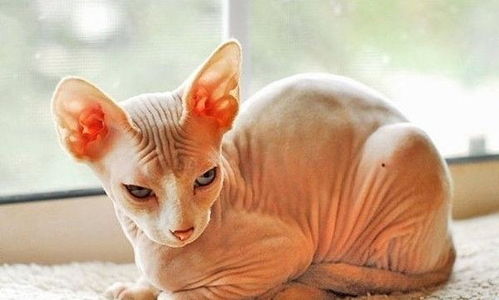 宠物猫中的奇葩 无毛猫, 长得很像埃及神话怪物 斯芬克斯