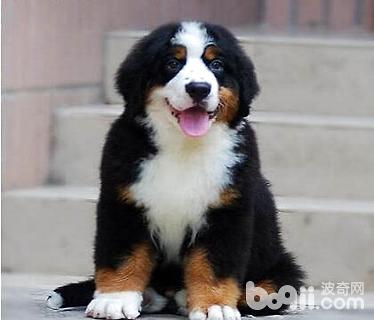 伯恩山犬有什么缺点 伯恩山犬缺点