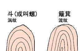 人手指上有几个斗, 背后常有贵人撑腰, 40岁发贵人财