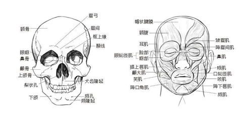 皮脂腺的冷知识，头发结构基础知识(毛发皮脂腺)