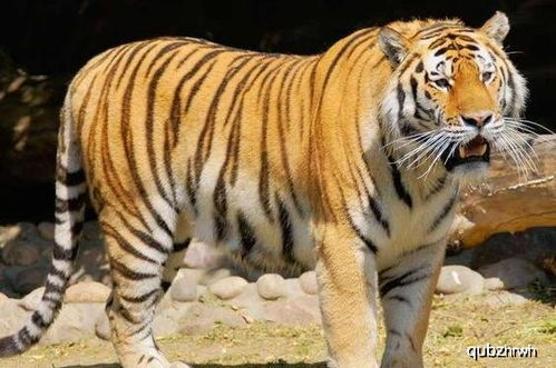 老虎的祖先是哪种动物 原来所有的老虎都起源于我国,老家在河南