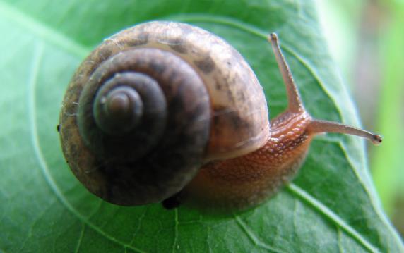 蜗牛习性,蜗牛有哪些习性？