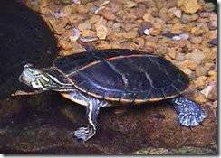 东锦龟,西锦龟,南锦龟一年能生多少个蛋,高产吗 