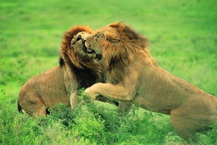 狮子男真爱和假爱的区别,真爱和假爱的区别