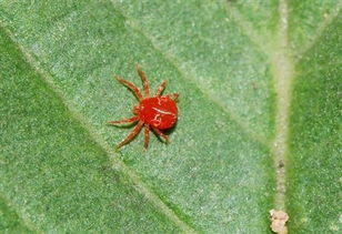 防治红蜘蛛用什么药最好,夏季高温适合杀红蜘蛛的配方？