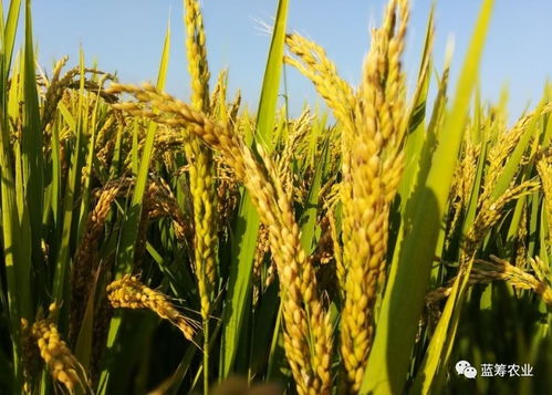 优质稻米：如何从家庭稻田中获得非凡的收获？